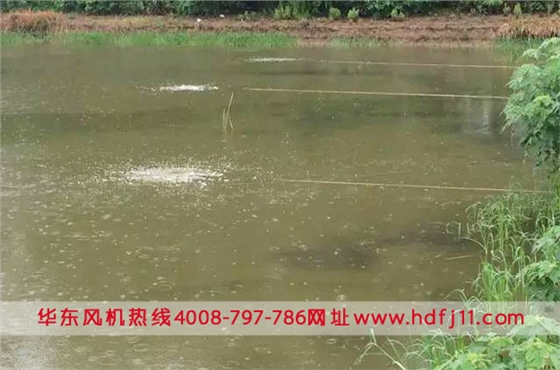 鱖魚養(yǎng)殖微孔曝氣增氧.jpg 鱖魚養(yǎng)殖微孔曝氣增氧.jpg